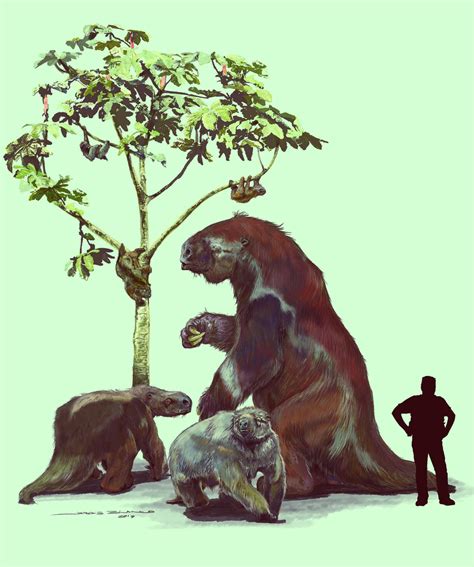 sloth evolution tree